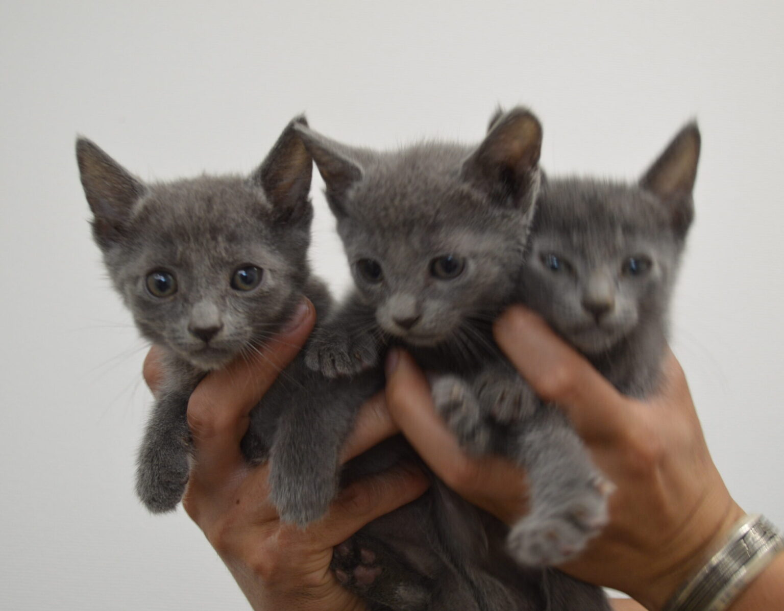 ＊ロシアンブルー＊の子猫が生まれています 千葉県旭市のペットショップ・ブリーダー Breg（ブレグ）