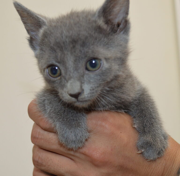 ＊ロシアンブルー＊の子猫が生まれています 千葉県旭市のペットショップ・ブリーダー Breg（ブレグ）